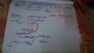 bilirubin formation and RBC degradation in simplest words [upl. by Justine721]