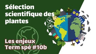 Sélection scientifique des plantes cultivées  SVT  ENJEUX Term spé 10b  Mathrix [upl. by Trabue]