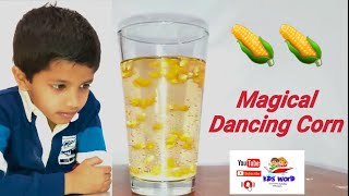 How to do Magical Dancing Corn Fun Science Experiment  STEM Project ideas for students 👏👏 [upl. by Brina]