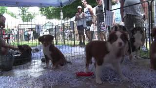 SALON DU CHIOT 2019 à FONTAINEBLEAU 77 [upl. by Croydon]