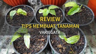 REVIEW TIPS MEMBUAT TANAMAN VARIEGATA [upl. by Nosiram634]