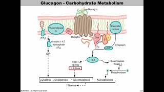 Lecture 10  Glucagon  Slide 172191 END [upl. by Alpert]