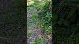 Bunny in the beach garden 🐰 Rabbit Mountain Hare 🐇 Metsäjänis Jänis Lepus timidus Skogshare 雪兔 ユキウサギ [upl. by Yelknirb]