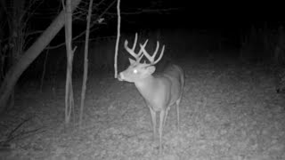 Advanced Whitetail Rut Hunting and Habitat Strategies [upl. by Bach]