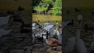 📍 Winsford Marina Rilshaw Meadows  Cheshire [upl. by Travus]