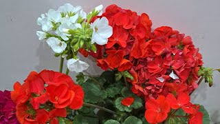 Sunday Work and Care Tips of Geranium flower plant🌷 [upl. by Terhune]