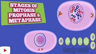 Stages of Mitosis partI  prophase  metaphase [upl. by Yelbmik]