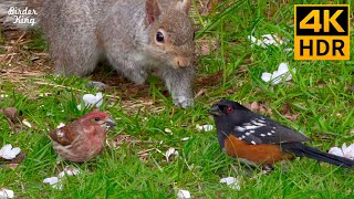 Cat TV for Cats to Watch 😺 Squirrels and Birds under Cherry Blossom Trees 🐦 8 Hours4K HDR [upl. by Akinas]