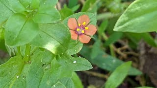 Ці милі червоні квіточки на городі  отруйні Курячі очка польові Anagallis arvensis L [upl. by Newol]