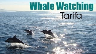 WHALE WATCHING TARIFA  Strait of Gibraltar HD [upl. by Vere]