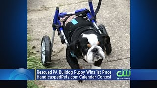 Rescued PA Bulldog Wins 1st Place In Calendar Contest [upl. by Boylston]