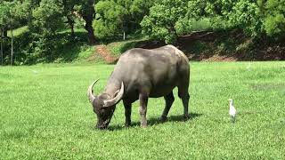 20240930 台北北投國立臺北藝術大學 護校神獸 三隻水牛 12 Taiwan Water Buffalo  Bubalus bubalis x 磨角抓癢 x 北藝大TNUA [upl. by Destinee]