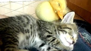 My Cute Duckling And Kitten Sleeping Together ORIGINAL [upl. by Ahcrop521]