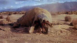 Tremors 1990 All Graboid Scenes main body [upl. by Yole153]