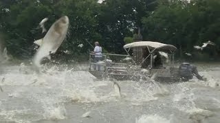 Monster jumping carp threat to Great Lakes  BBC News [upl. by Onstad8]