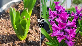 향기가 좋은 히아신스 키우기  Grow Hyacinth Bulbs In Pots  Hyacinth Gipsy Queen Hyacinth Miss Saigon [upl. by Sirtemed111]