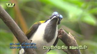 Birds of Asia  Bluefaced Honeyeater  blauwwanghoningeter [upl. by Nellak]