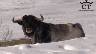 Toro en la Nieve Ganaderia Antonio San Roman [upl. by Lora]