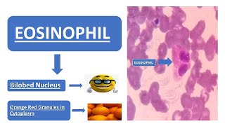 Eosinophil  Simplified Explanation  Doodle Animation  Images [upl. by Aicelf50]