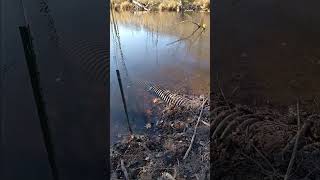 Catching pickerel in small swamp pickerel [upl. by Asiek502]