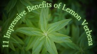 11 Impressive Benefits of Lemon Verbena [upl. by Critchfield]