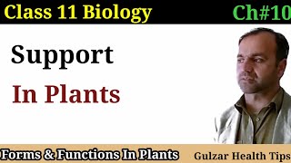 Support in Plants  lignified Woody Plants  vascular tissues  class 11th Biology [upl. by Anaibaf]