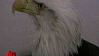 Alaska Eagle Survives Plunge After Mating Dance [upl. by Annawot]