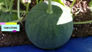 🍉 Growing Jubilee and Icebox Watermelon🍉 Update 2 [upl. by Aitsirt]