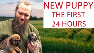 NEW PUPPY How To Survive The First 24 Hours [upl. by Eisac290]