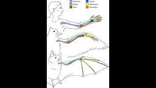 Phylogenetische Systematik Teil 4 Homologie als Beleg für die Evolution  with english subtiles [upl. by Nanete97]