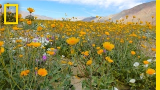 This Is a Desert Notice Something Strange  National Geographic [upl. by Nelson]