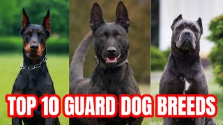 Top 10 Guard Dogs For Family Protection [upl. by Welby659]