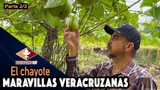 LA GENTE DE RANCHO VIVE cultivando chayote de primera [upl. by Mages488]