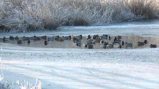 DrsP  Elfstedentocht [upl. by Behm]