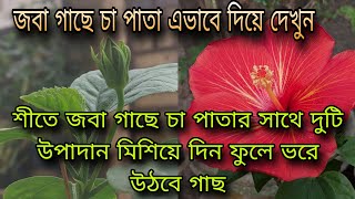 শীতে জবা গাছে চা পাতার সাথে দুটি উপাদান মিশিয়ে দিন ফুলে ভরে উঠবে গাছ  জবা গাছে চা এভাবে দিয়ে দেখুন [upl. by Adnauqahs]