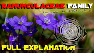 Ranunculaceae family Vegetative Characters HabitCalyxCorollaGynoeciumAndroeciumFloral formula [upl. by Assiled921]