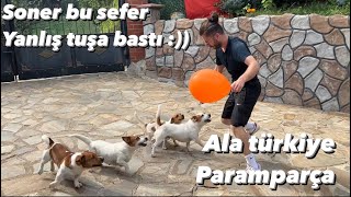 JACKRUSSEL ÇETESİ KÖPEK UZMANI SONER’i PARAMPARÇA ETTİ [upl. by Ferna489]