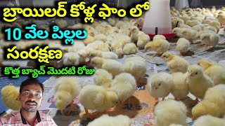 Broiler chicks brooding and feeding  youngfarmeratoztelugu [upl. by Nolat]