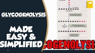 Glycogenolysis In Biochemistry  Glucagon and Glycogenolysis [upl. by Amesari]