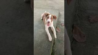 Puppies The Ultimate AntiStress Therapy dog doglover fypシ゚viral fyp pets viralvideo shorts [upl. by Rosa529]