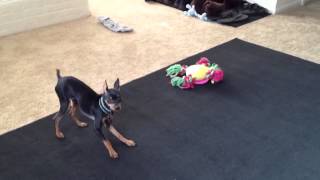 Minpin Barking [upl. by Sheelah]