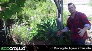 How to Propagate Agave attenuata [upl. by Nerraf]