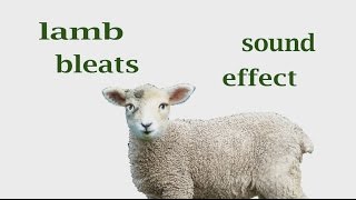 How A Lamb Bleats  Sound Effect  Animation [upl. by Thurstan]