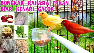 INILAH MAKANAN BURUNG KENARI BIAR CEPAT GACOR [upl. by Nohsauq]