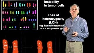 Chromosomal alterations in cancer cells  Jim Haber Brandeis [upl. by Subir883]