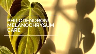 Philodendron Melanochrysum Care and Update ft Philodendron Gigas [upl. by Moreta]