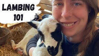 How to Breed Sheep amp Raise Your Own Lambs  Lambing Season 2022 [upl. by Salvadore]