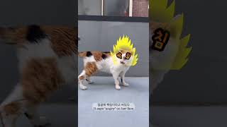 20세 노묘 메소산책 잘하다 빡쳤자나What the fluffy rooftop walk cat 고양이 [upl. by Cychosz]