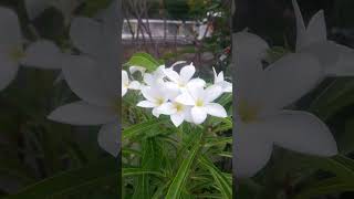 Blooms of Plumeria pudica flowers🌿🌼🌿🌼🌿🌼🌿🌼🌿🌼🌿🌼 [upl. by O'Gowan]