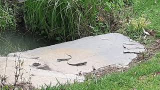 Skink Lizards fighting [upl. by Liane]